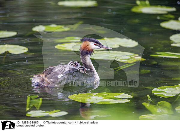 great crested grebe / MBS-28885