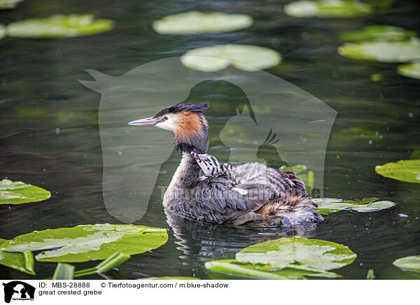 Haubentaucher / great crested grebe / MBS-28888