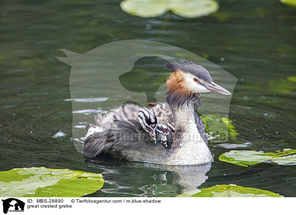 Haubentaucher / great crested grebe / MBS-28890
