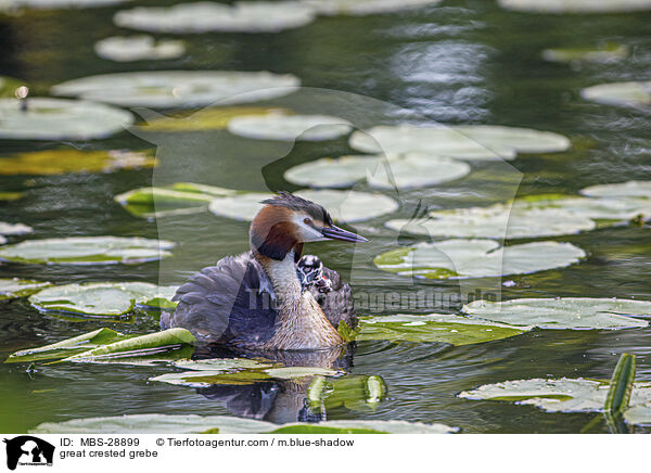 Haubentaucher / great crested grebe / MBS-28899