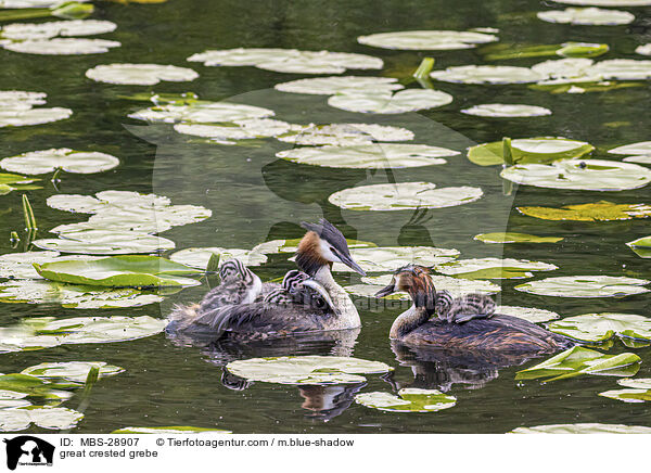 Haubentaucher / great crested grebe / MBS-28907