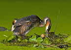 Great Crested Grebe