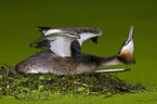 Great Crested Grebe