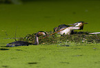Great Crested Grebe
