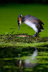 Great Crested Grebe