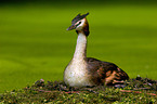 Great Crested Grebe