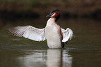 Great Crested Grebe