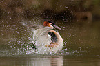 Great Crested Grebe