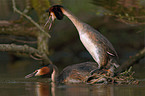 Great Crested Grebe