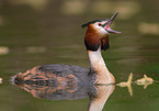 Great Crested Grebe