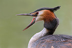 Great Crested Grebe