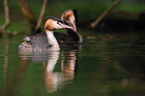 Great Crested Grebe