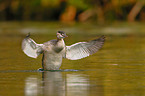 Great Crested Grebe