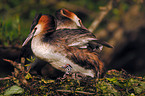 Great Crested Grebe