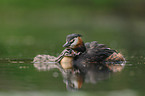 great crested grebe
