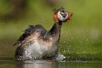great crested grebe