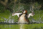 great crested grebe
