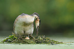 great crested grebe