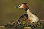great crested grebe