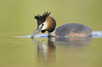 great crested grebe