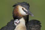 great crested grebes