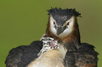 great crested grebes