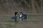 great crested grebes
