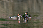 great crested grebes