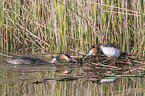 great crested grebes
