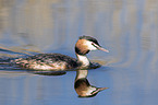 great crested grebe