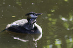 great crested grebes