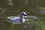 great crested grebe