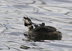 great crested grebes
