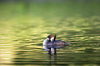 great crested grebe