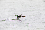 great crested grebe