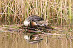 great crested grebe