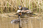 great crested grebes