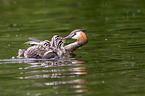 great crested grebes