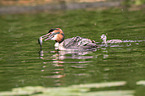 great crested grebes