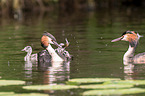 great crested grebes