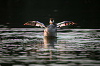 great crested grebe