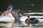 great crested grebe