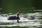great crested grebe