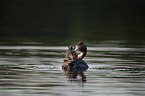 great crested grebe