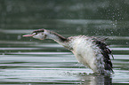great crested grebe