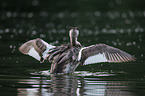 great crested grebe