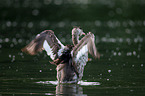 great crested grebe