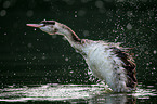 great crested grebe