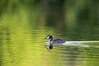swimming Great Crested Grebe