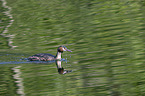 swimming Great Crested Grebe